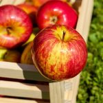 Z czym wiąże się uprawa oraz zbiór jabłek?